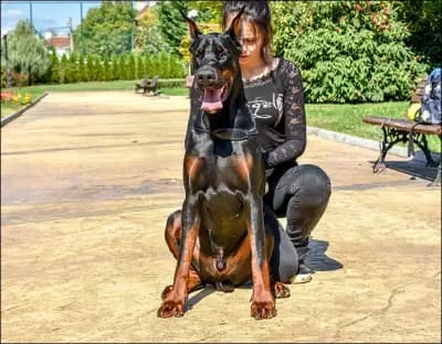 Defender of Bulgaria kennel