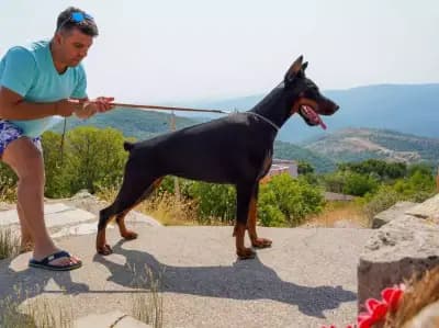 Defender of Bulgaria kennel