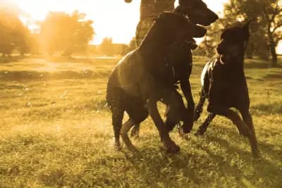 Defender of Bulgaria kennel