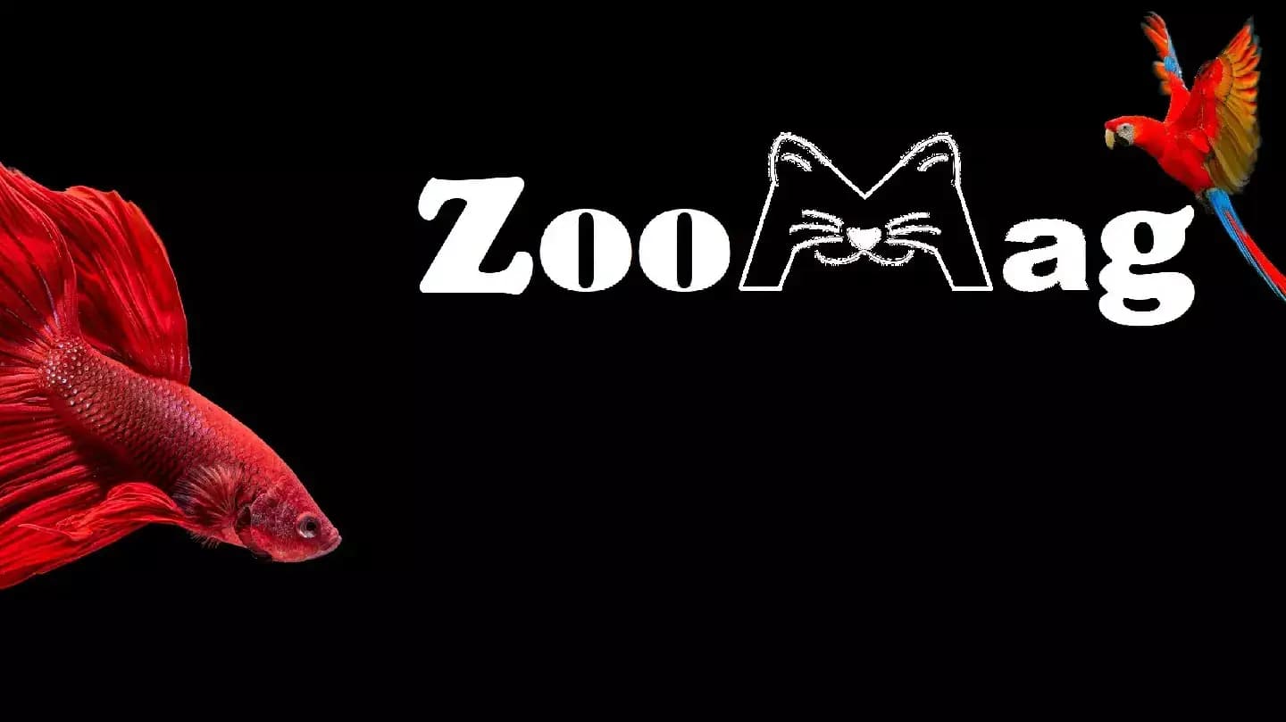 Зоо Магазин "ЗооМаг", Zoo Shop "ZooMag"