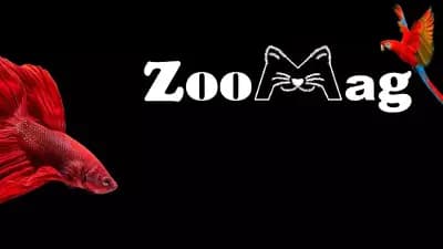 Зоо Магазин "ЗооМаг", Zoo Shop "ZooMag"