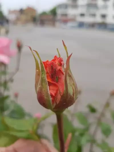 "Маракас"