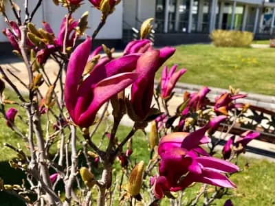 Spring Care Exotic Tours