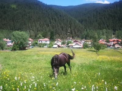 Щастливи магарета
