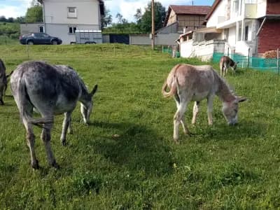 Щастливи магарета