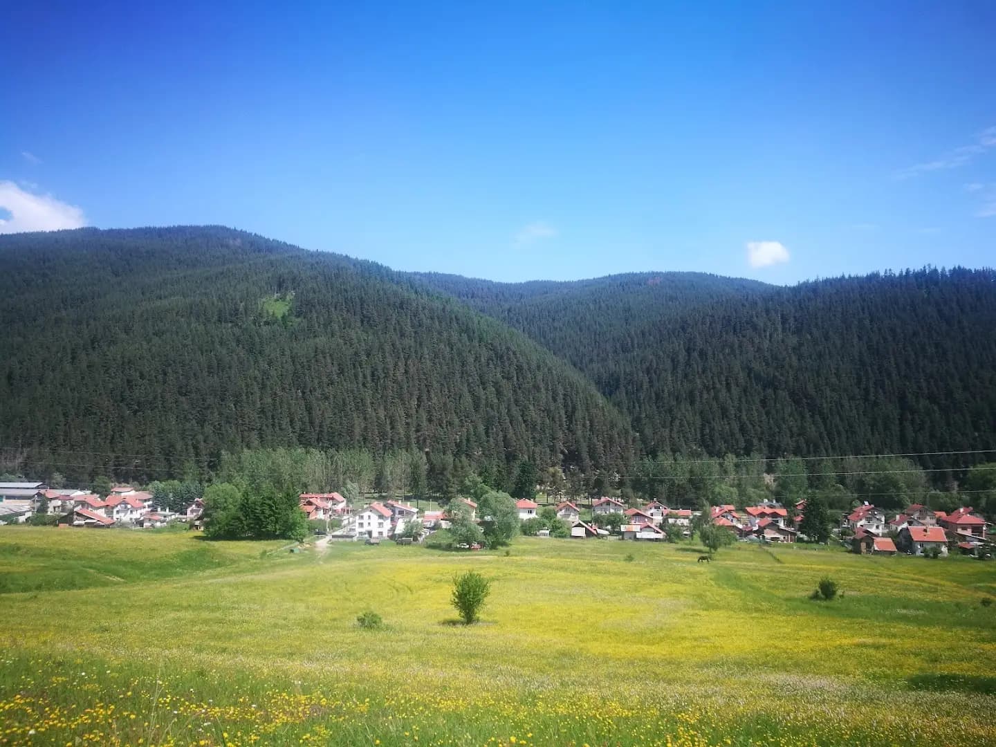 Щастливи магарета