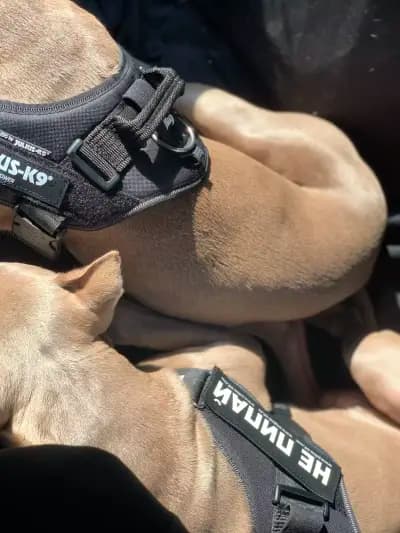 Бифит-Ка ЕООД: вносител на Julius-K9 /нагръдници, поводи, нашийници, играчки за кучета, храни/ и BowWow - лакомства за