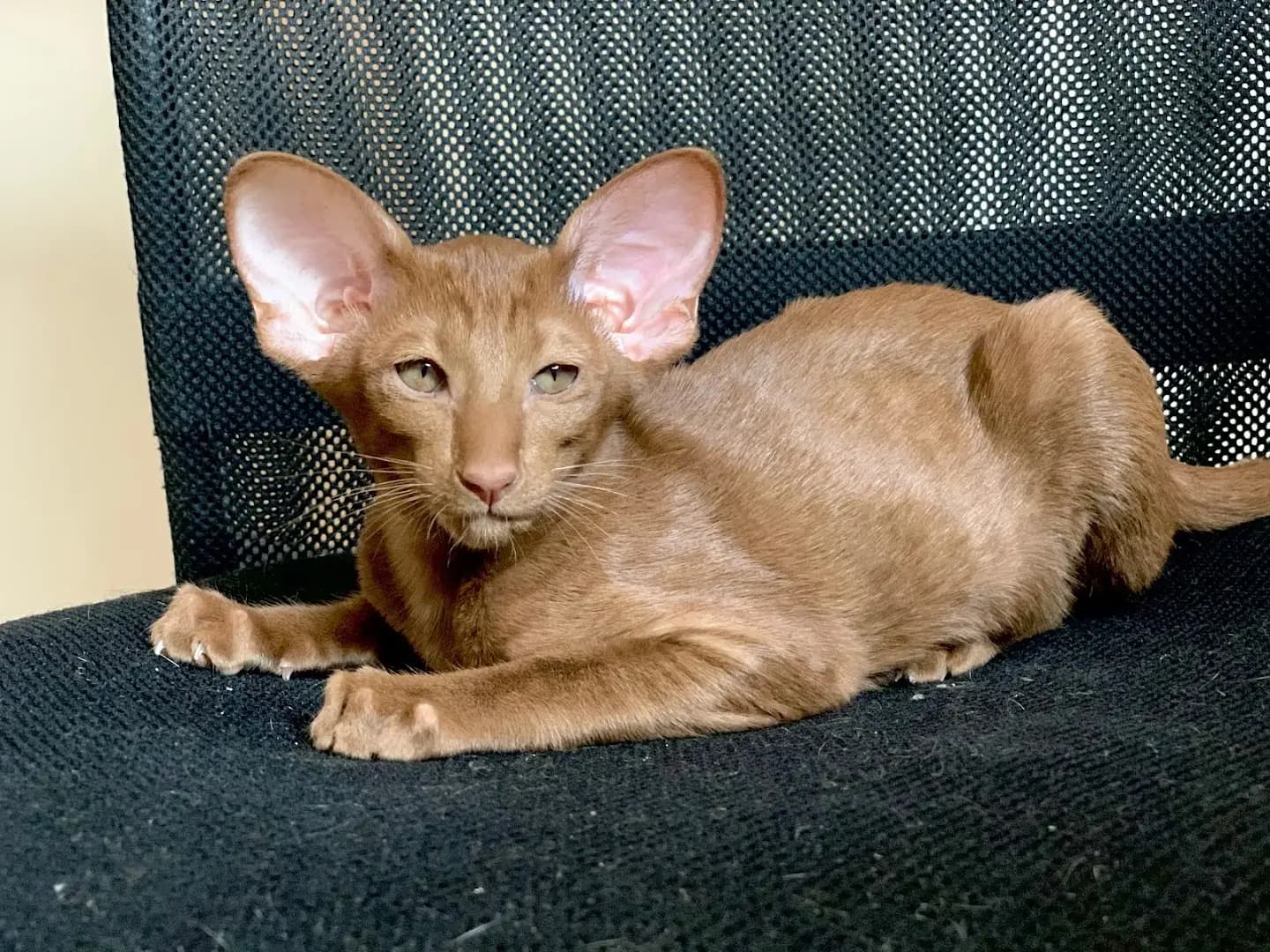Mafiosi Cattery