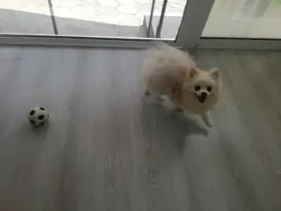 Груминг студио "Happy dog ''