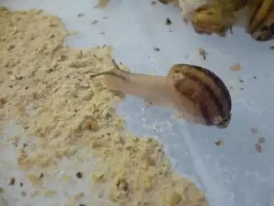 Фуражен цех Зооинвест 2 ООД