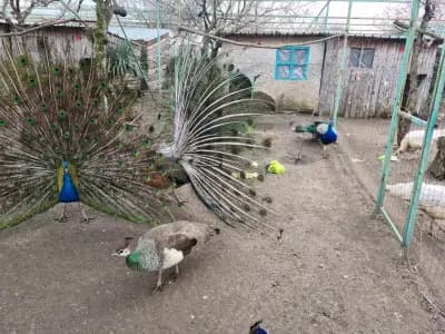 Зоопарк Бургас
