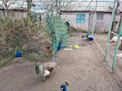 Зоопарк Бургас