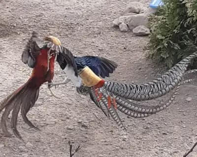 Зоопарк Птичи рай- Bird's Paradise
