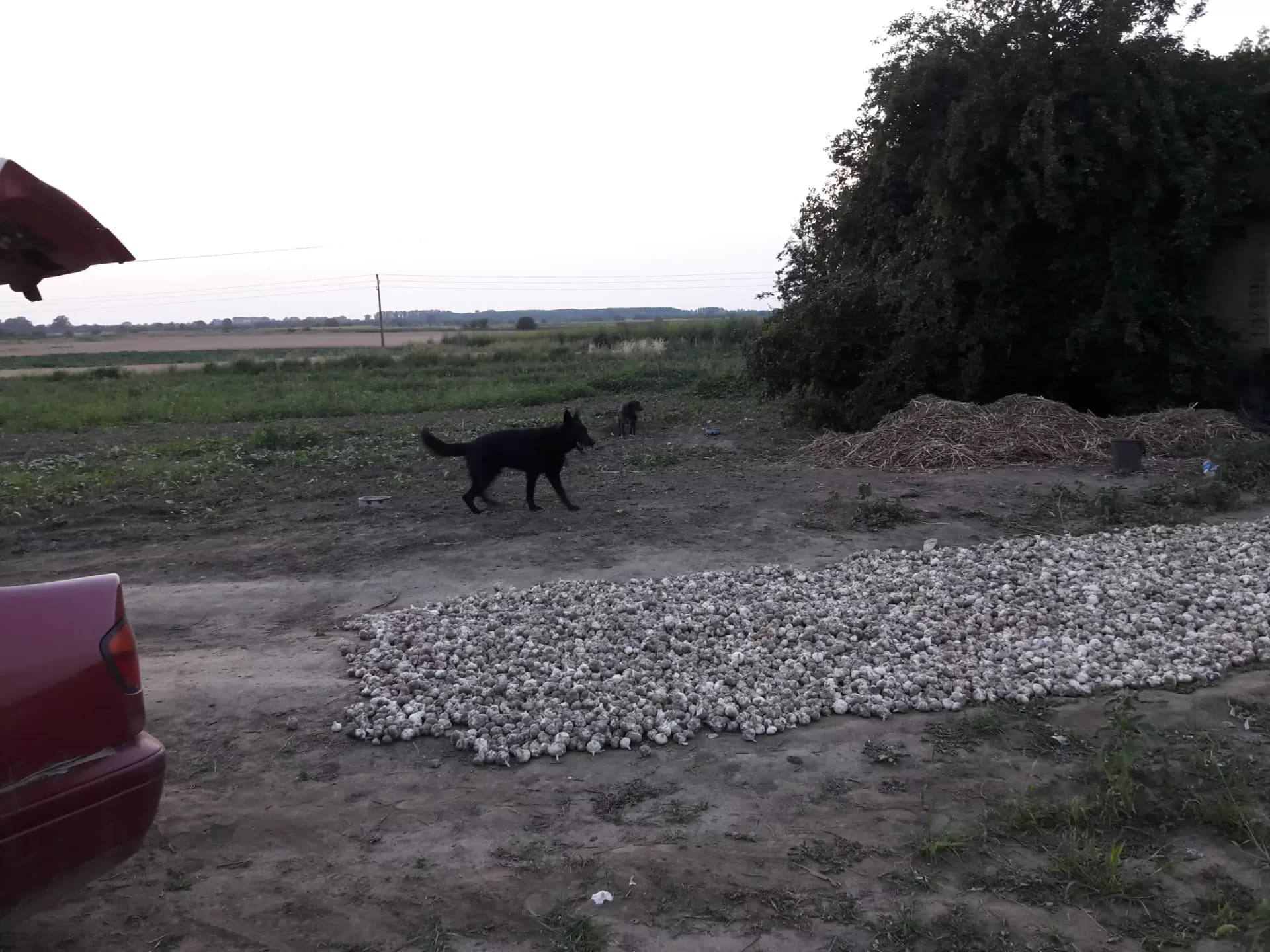 Петрол Гулянци