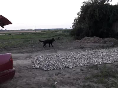 Петрол Гулянци