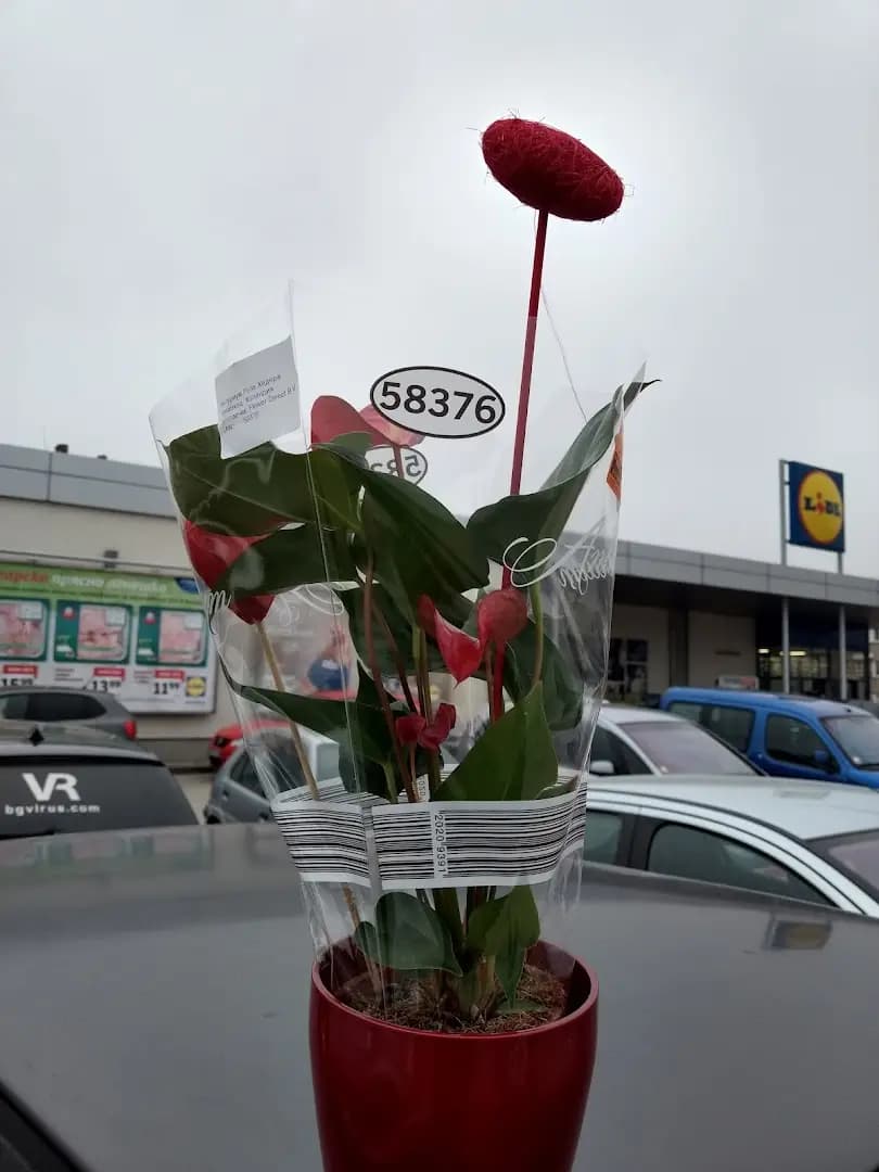 Лидл