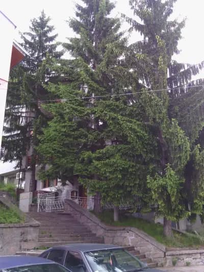 The House with the Three Fir Trees (Tri Eli)