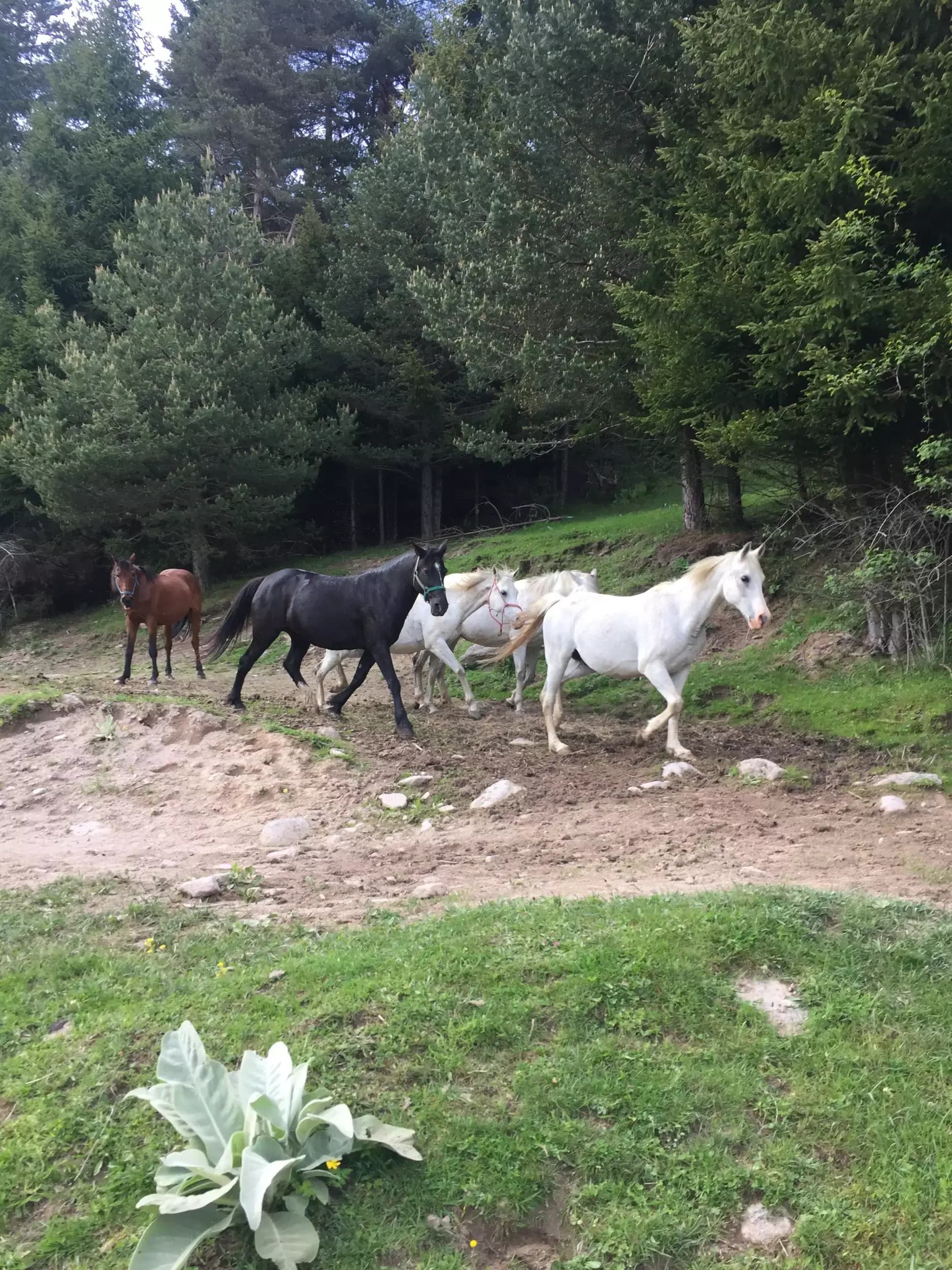 Horse Riding Smolyan