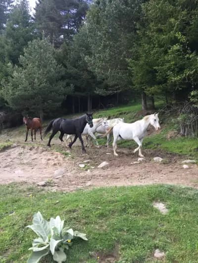 Horse Riding Smolyan