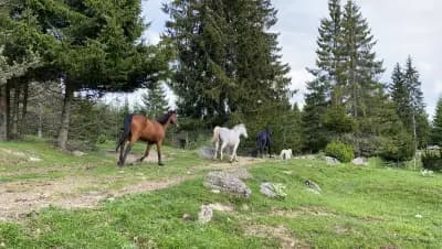 Horse Riding Smolyan