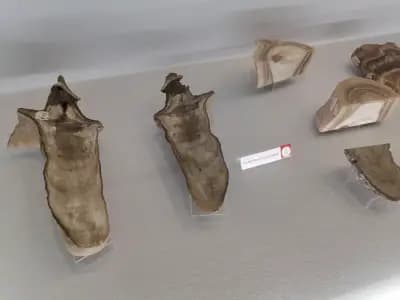 Музей на родопския карст