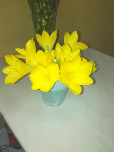 Анимекс