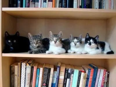книжарница "Котета"