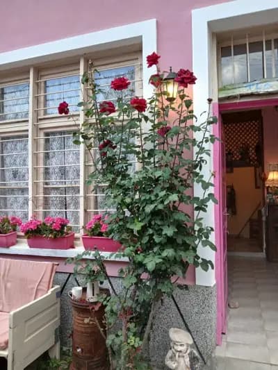 The Pink House
