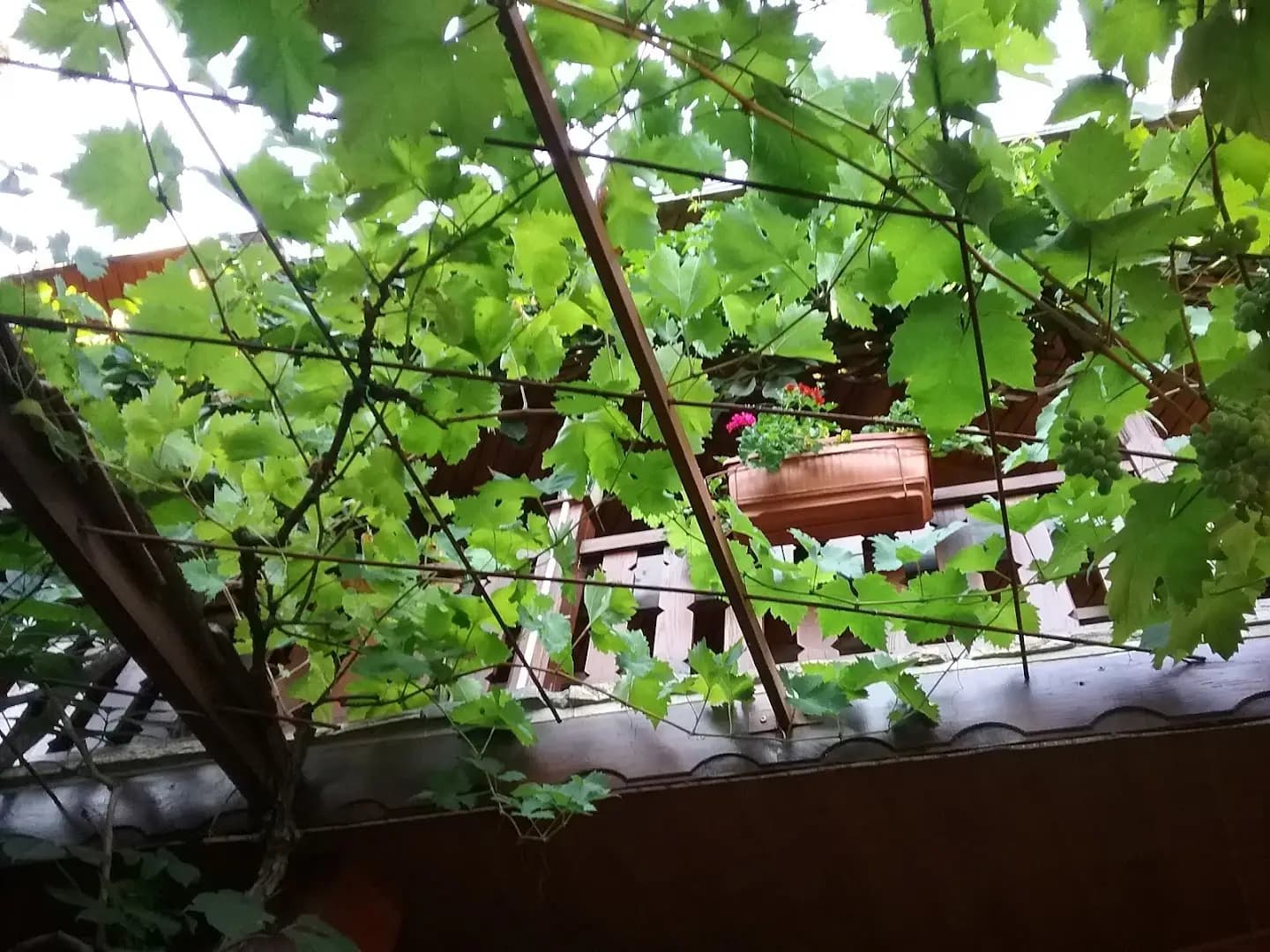 Мяхова Къща
