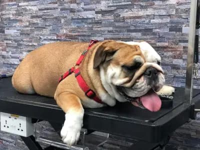 Тop Dogs - Grooming & Pet Shop