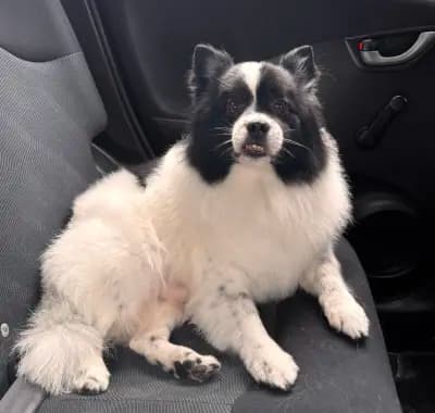 Тop Dogs - Grooming & Pet Shop