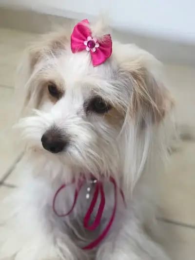 Тop Dogs - Grooming & Pet Shop