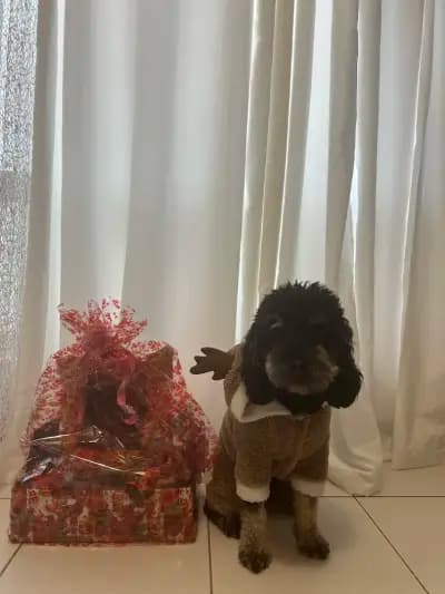 Тop Dogs - Grooming & Pet Shop