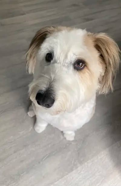 Тop Dogs - Grooming & Pet Shop