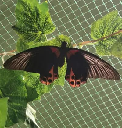 Butterfly House Varna
