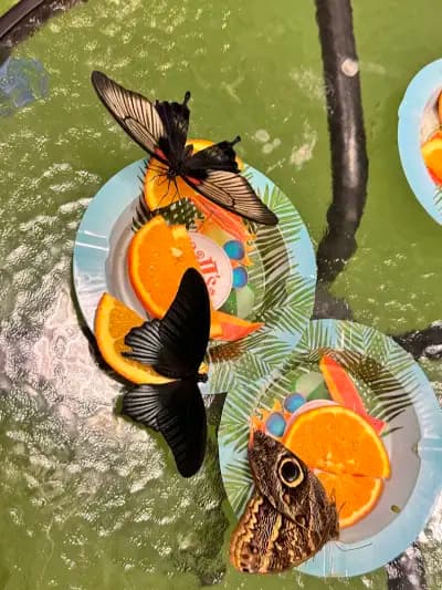 Butterfly House Varna