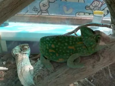 Butterfly House Varna