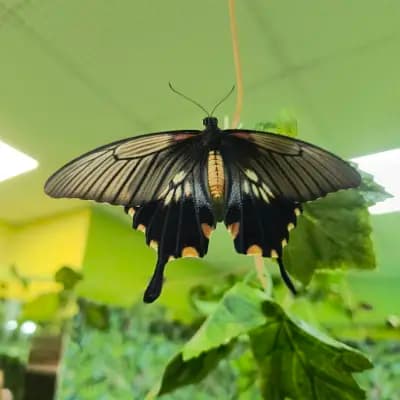 Butterfly House Varna