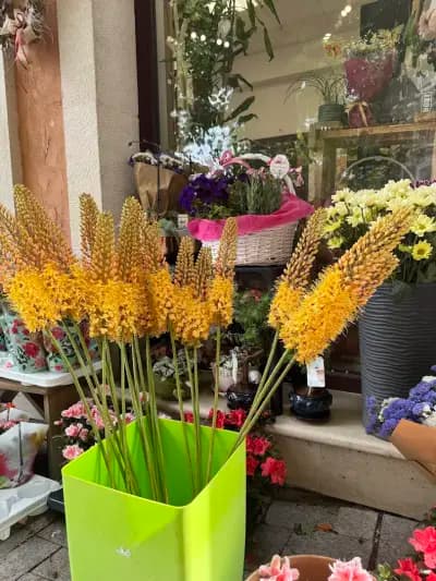 Flower Shop Lavender