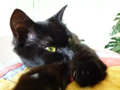 Ветеринарна клиника Vet Life