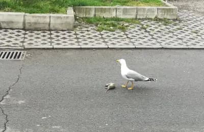 ЦБА Болеро