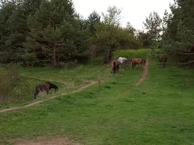 Конна база Happy Horses Estate | Курсове по конна езда Самоков | Разходка с кон сред природата