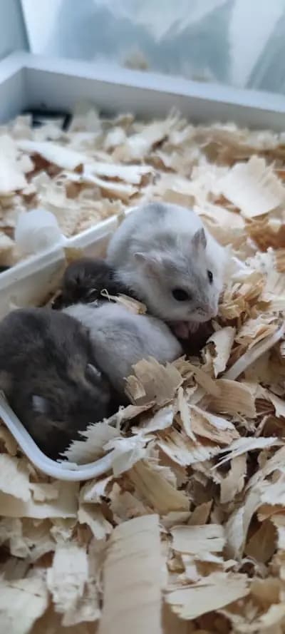 VEOPETS Зоомагазин