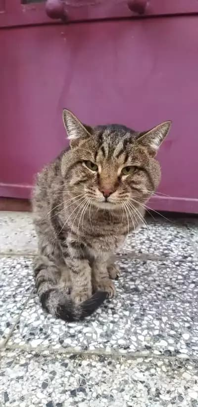 Вет Лекар Ветеринар адрес