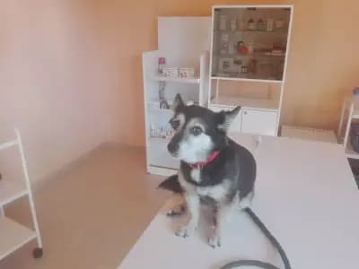 Вет Лекар Ветеринар адрес