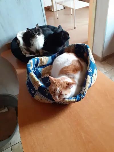 veterinary clinic Sofia