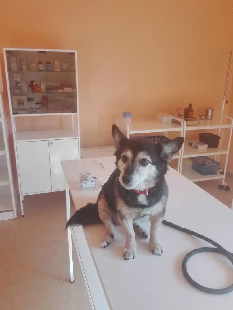 veterinary clinic Sofia
