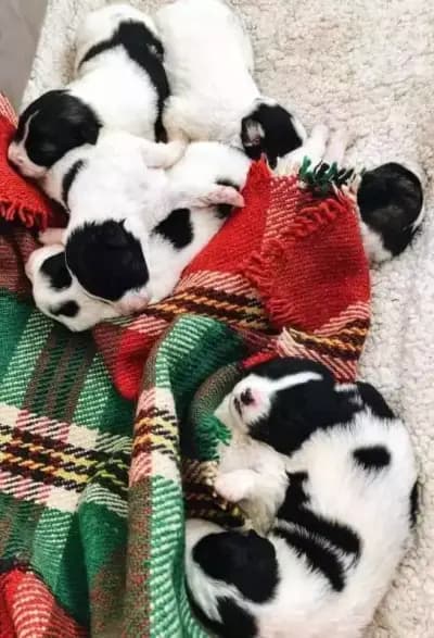 Вет Лекар Ветеринар адрес