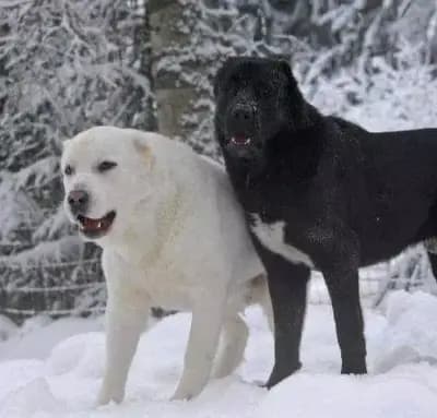 Вет Лекар Ветеринар адрес