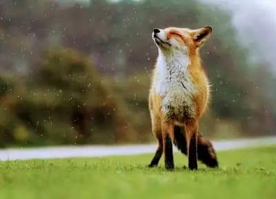 Вет Лекар Ветеринар адрес